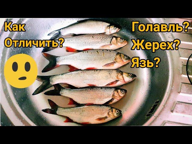 КАК ОТЛИЧИТЬ ГОЛАВЛЯ от ЯЗЯ и ЖЕРЕХА???...