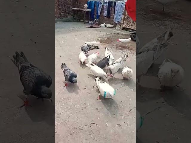 I  AM  PIGEON  LOVER 