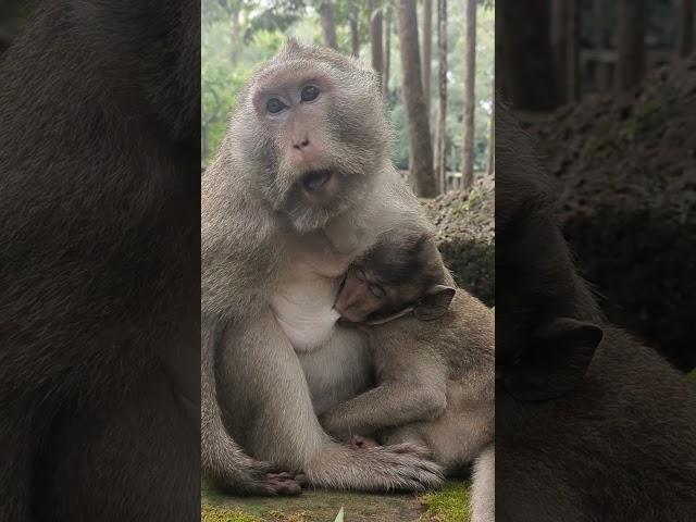 #monkey #shorts
