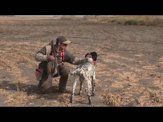 Wingshooting USA Episode 79 - Hitchcock, SD