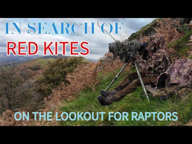 IN SEARCH OF RED KITES- USING HEIGHT TO GET BETTER SHOTS-UK RAPTORS