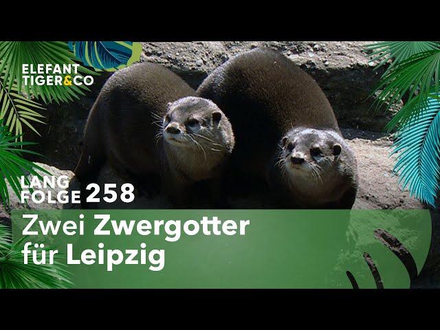 Heimlich, still und leise (Langfolge 258) | Elefant, Tiger & Co. | ARD