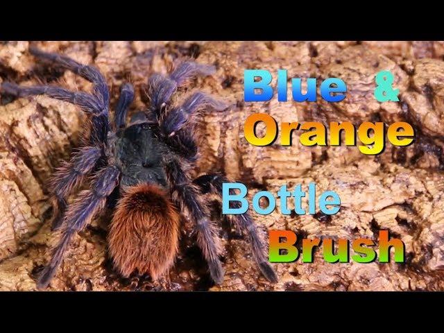 GBB or Greenbottle Blue Tarantula with DTG