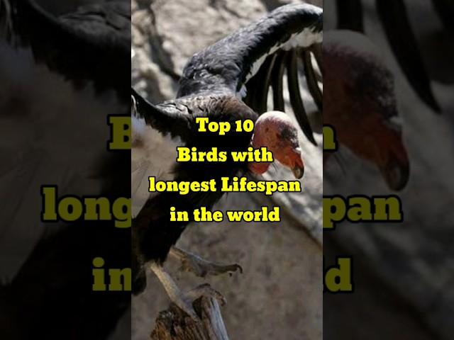 Top 10 Birds with longest lifespan in the world