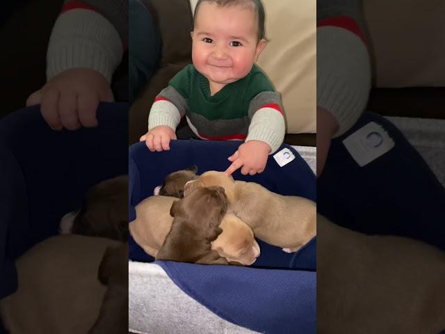 Pitbull Puppies & Baby