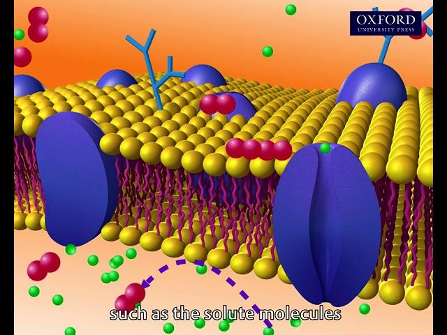 Animation 3.2 Osmosis