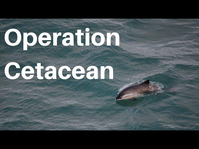 Operation Cetacean: Porpoise research and conservation - The 'Conservation Is' Podcast