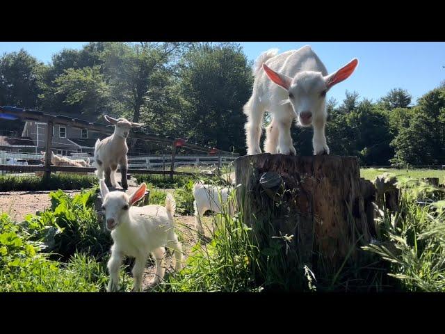 Bouncing baby goats join their herd in the pasture!