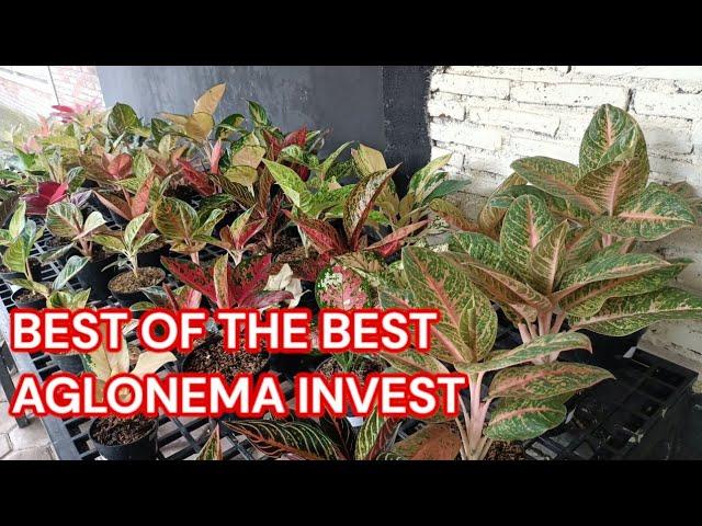 Best Of The Best Aglonema Magelang