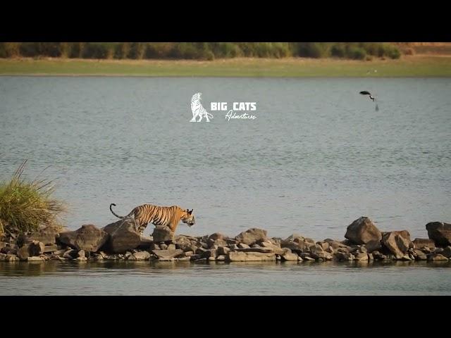 Big Cats Adventures