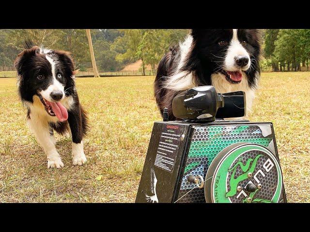 Lure coursing at dog day care