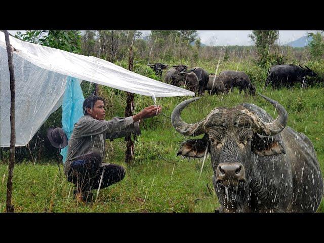 ផ្លៃពងស្វាមានច្រើនឆ្នាំនេះ HEAVY RAINING ON ISLAND WITH BEAUTIFUL BUFFALLOS AND WILD FRUITS 4K VIDEO