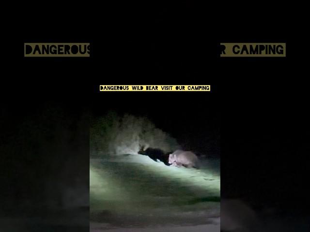 Dangerous Wild Bear Visit Our Camping #camping #nightcamping