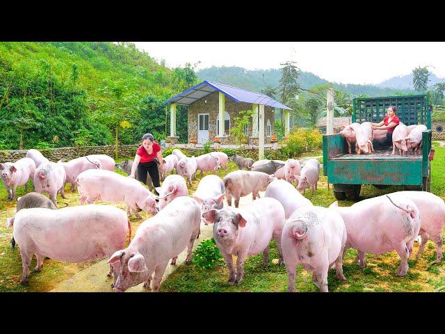 Use Truck Buy Many Pigs To Sell To People - A Day Of Trading Pigs With His Fat Brother. Daily Farm