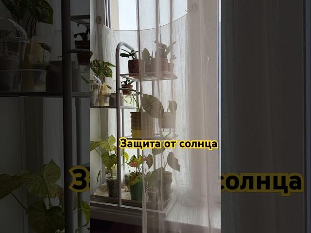Обновка для растений - шторка) лучше марля или эта штора? #распаковка #цветовод #комнатныецветы