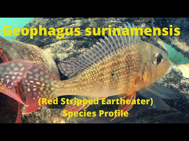 Geophagus surinamensis Species Profile