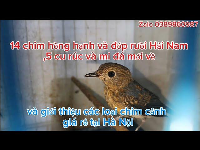 13/07_14 chim hồng hạnh và đớp ruồi Hải Nam mới về và giới thiệu các loại chim cảnh tại Hà Nội