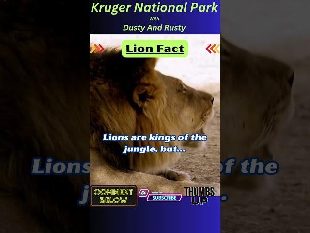 Interesting Facts | Kruger National Park | Wildlife with Rusty and Dusty