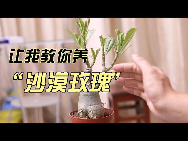 沙漠玫瑰怎么养？园艺师教你，沙漠玫瑰的详细养护技巧