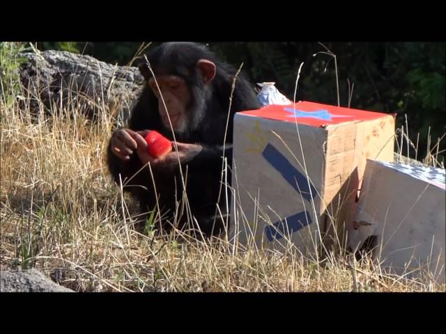 4th of July Celebration with the Chimpanzees