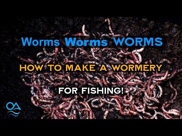 Making a wormery and keeping worms for fishing - Perch, Chub, Barbel, Carp fishing