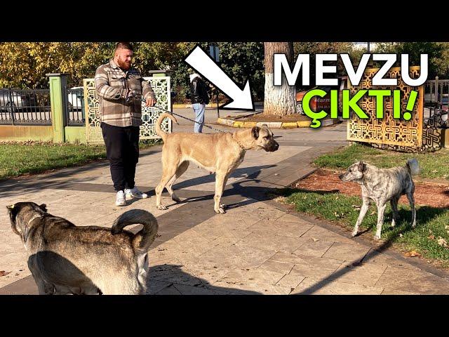 DEV ÇOBAN KÖPEĞİNİ GÖREN SOKAK KÖPEKLERİ KORKTU!