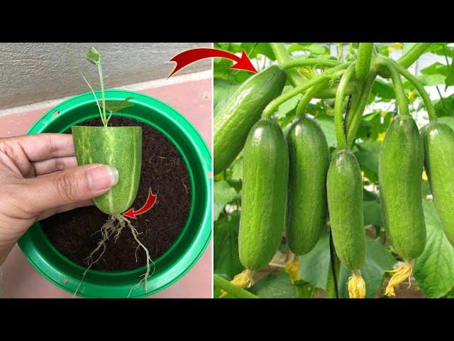 I was surprised to propagate cucumbers this way | Relax Garden