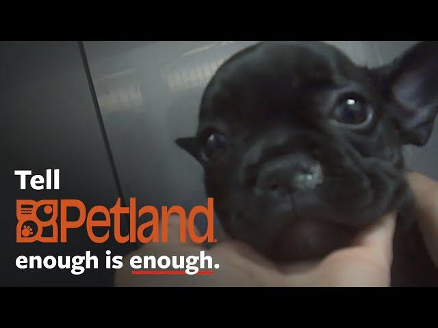 Shocking undercover investigation at Petland!