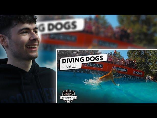 BRITS React to Incredible Dog Challenge: Dog Diving National Championship