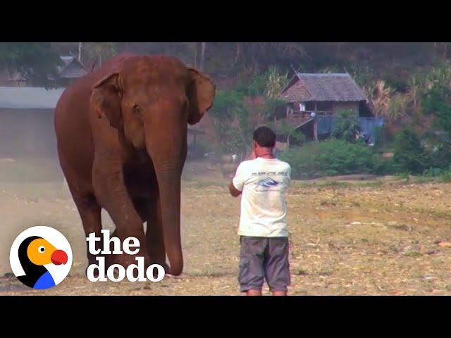 Elephant Runs To Her Favorite Person Every Time He Calls Her Name | The Dodo