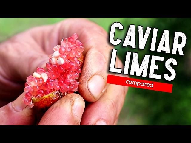 CAVIAR LIMES - A Taste Test of Several Varieties of This Bizarre Fruit (Finger lime comparison)