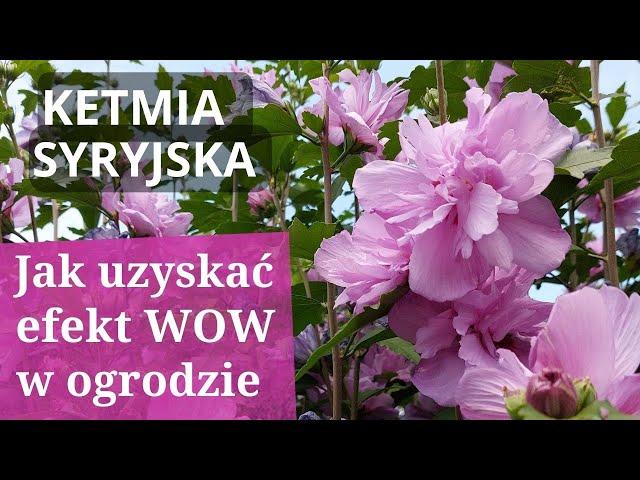 KETMIA SYRYJSKA- HIBISCUS, mój sposób na bujne i długie kwitnienie bajecznych krzewów HIBISCUSA