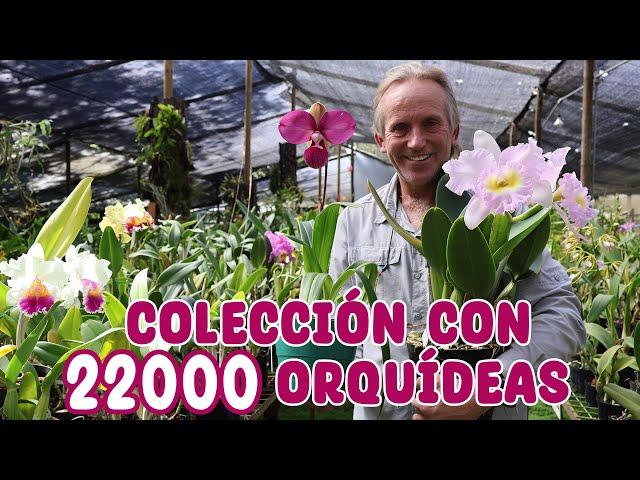 Estás orquídeas son únicas en el mundo: COLECCIÓN DE ORQUÍDEAS PREMIADAS │Candy Bu