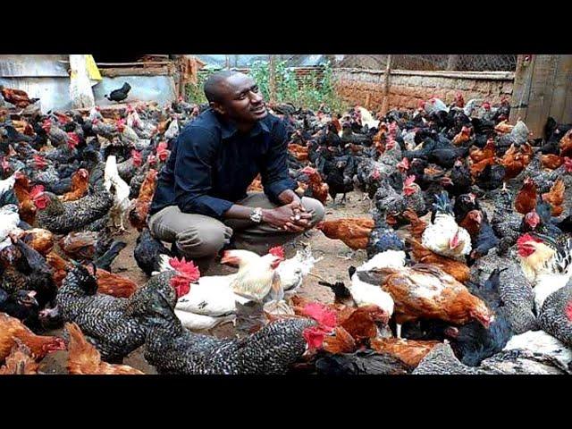 HOW TO START A FREE RANGE POULTRY/CHICKEN FARM