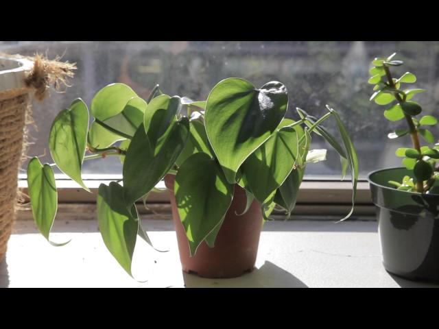 The Secret Life of Plants, A Short Film by Catherine Cheong