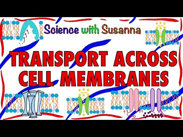 Transport Across Cell Membranes