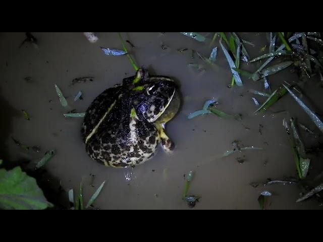 Ceratophrys joazeirensis vocalizando