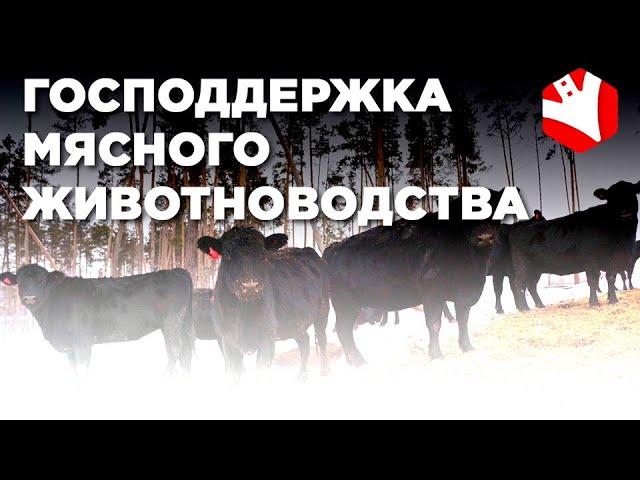 Господдержка мясного животноводства | Субсидии в сельском хозяйстве