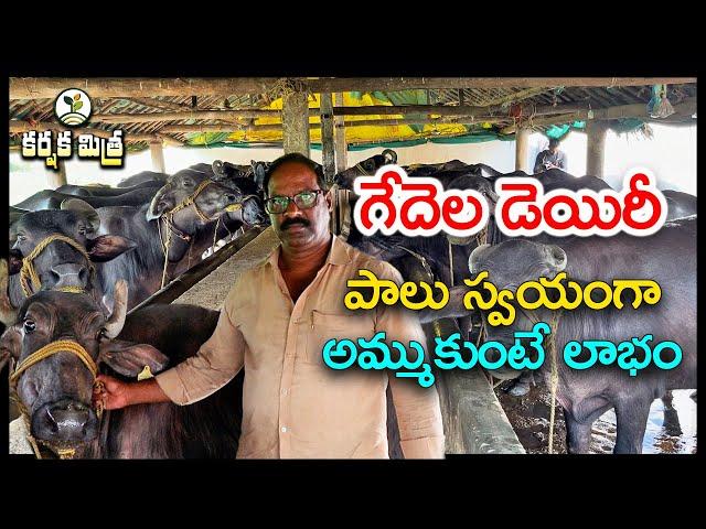 గేదెల డెయిరీతో విజయపథం || Buffalo Dairy Farming Success Story || Karshaka Mitra #agriculture #dairy