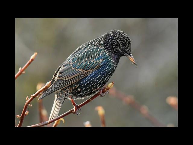 COMMON STARLING SINGING