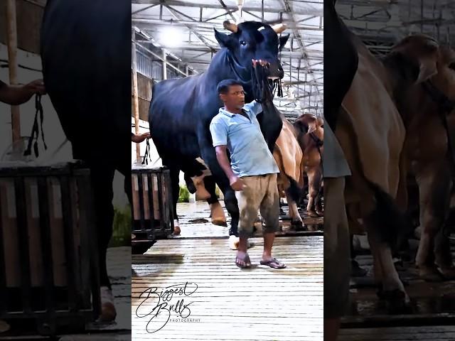 Gigantic Holstein Friesian bull coming out of the barn