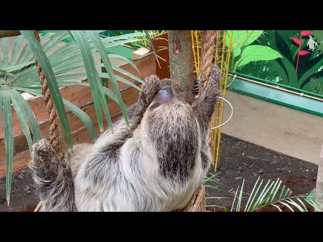 Scotland's only sloths | Edinburgh Zoo