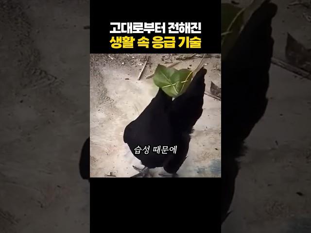 고대로부터 전해온 생활 속 응급 기술