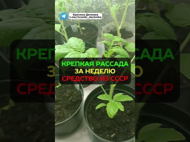 Крепкая рассада за неделю: подкормка рассады из СССР #огород #рассада #сад #дача #подкормка