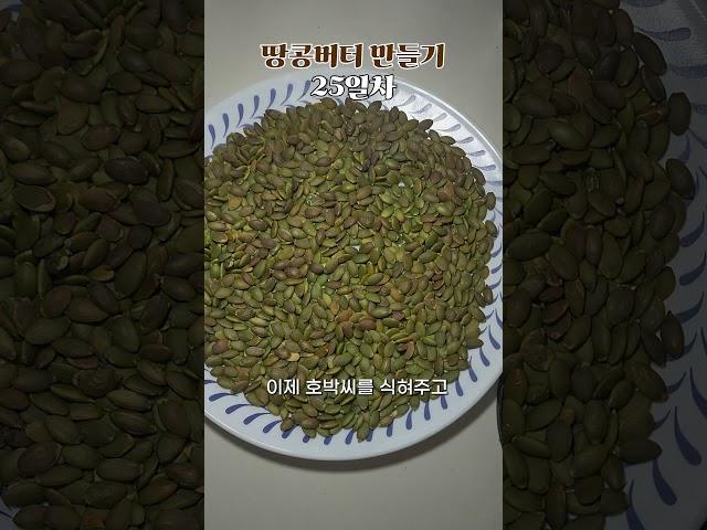 땅콩버터 만들기 25일차 : 호박씨버터 만들기