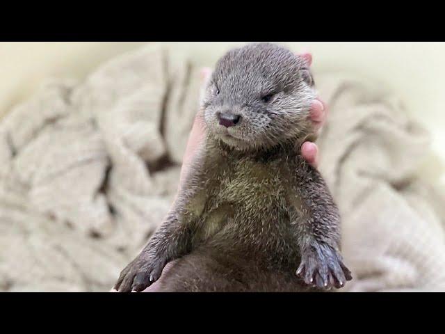 We rescued the baby otter who lost her mother.[ENG Sub]