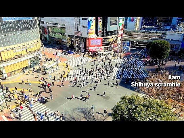 [Tokyo Shibuya scramble view + BGM Relaxing Music] 시부야 가스토 창가자리 전망 東京渋谷ガスト