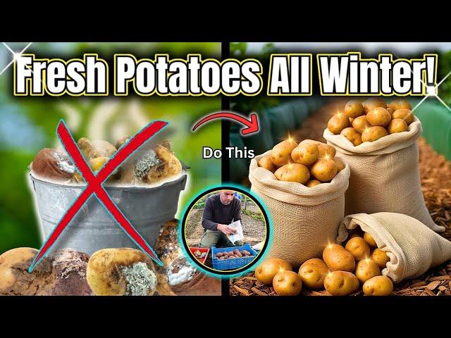 4 Genius Ways to Store Potatoes All Winter!