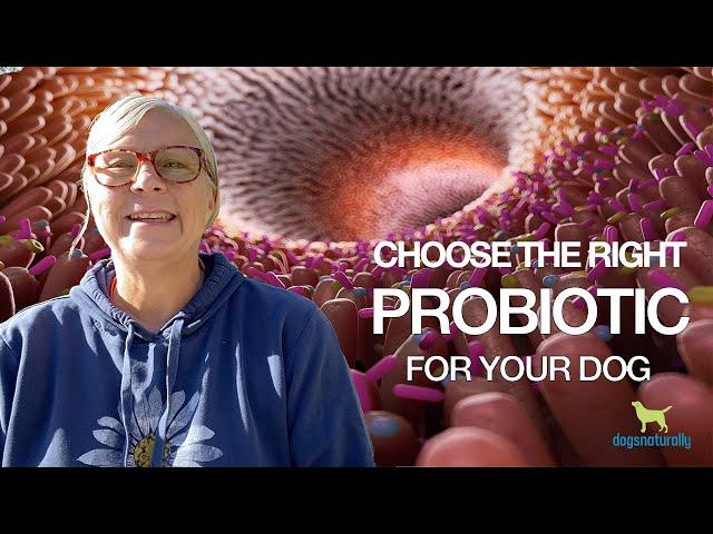 Choose The Right Probiotic For Your Dog