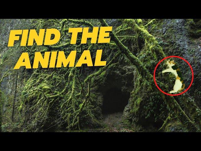 Find The 20 Hidden Animals - Quiz